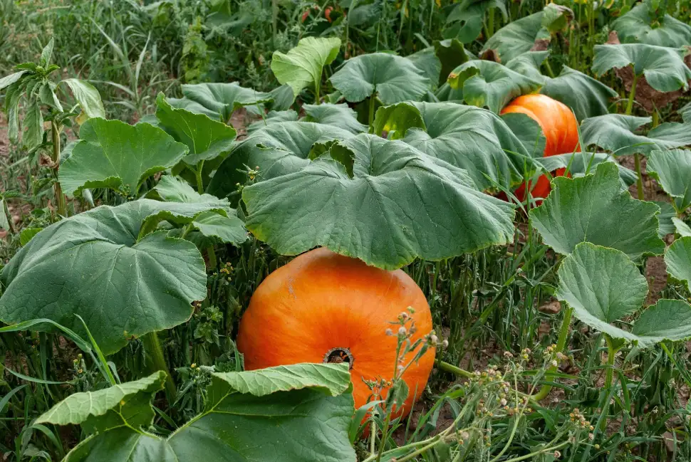 Gemüsegarten: wichtig im November - Foto: Franck Barske - pixabay.com