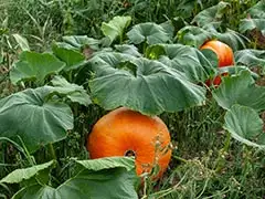 Gemüsegarten: wichtig im November - Foto: Franck Barske - pixabay.com
