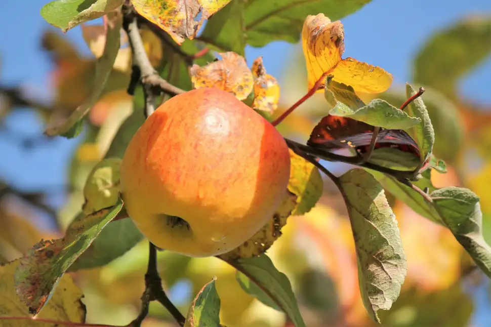 Obstgarten: wichtig im November - Foto: keigroen - pixabay.com