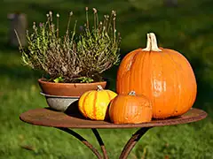 Gartenkalender - Tipps und Ratschläge für die Gartenpflege im November. - Foto: Mabel Amber, who will one day - pixabay.com