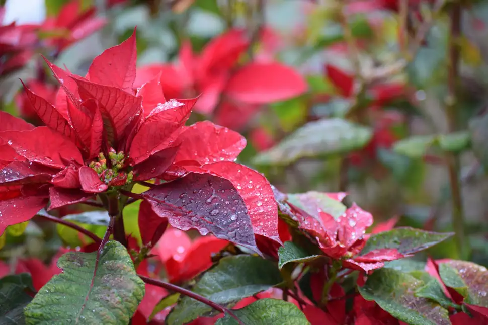 Gartenkalender - Dezember 2023 - Foto: Deborah Windham - pixabay.com