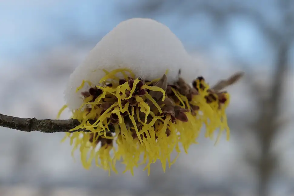 Hamamelis/Zaubernuss im Dezember - Foto: Gudrun / pixabay.com