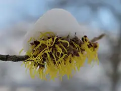 Hamamelis/Zaubernuss im Dezember - Foto: Gudrun / pixabay.com