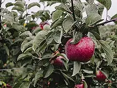 Tipps und Tricks für einen nachhaltigen Gemüse- und Obstgarten