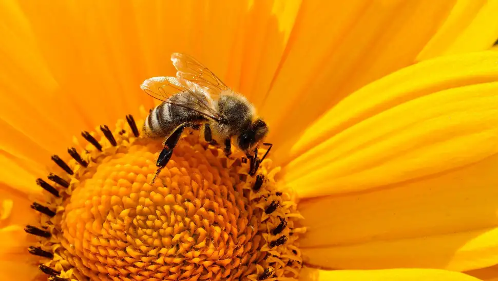 IVG unterstützt die Initiative Bienen füttern! Foto: katja / pixabay.com