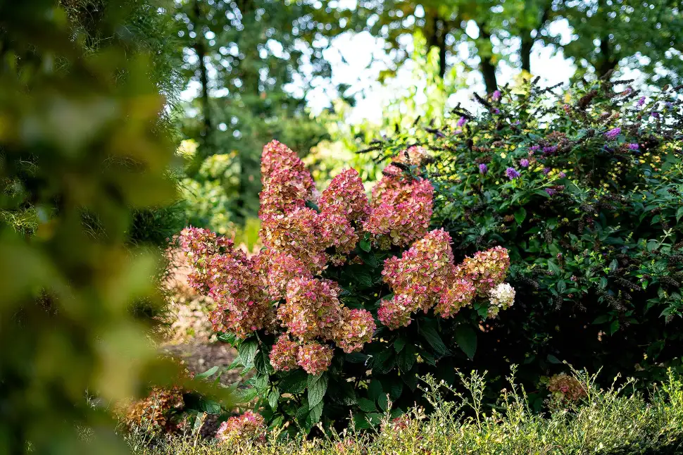 Farbwunder Bloody Marie: Pflege der Hortensie leicht gemacht. Foto: Bloody Marie®