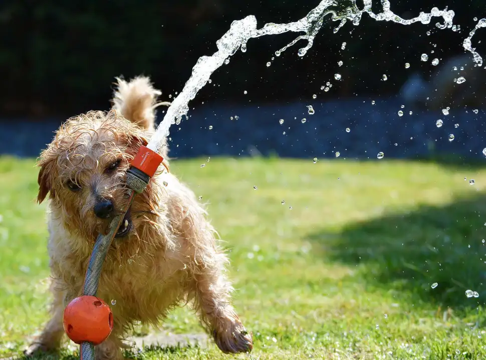 Der Garten im Sommer - Was gilt es zu beachten? Foto: Pixabay.com