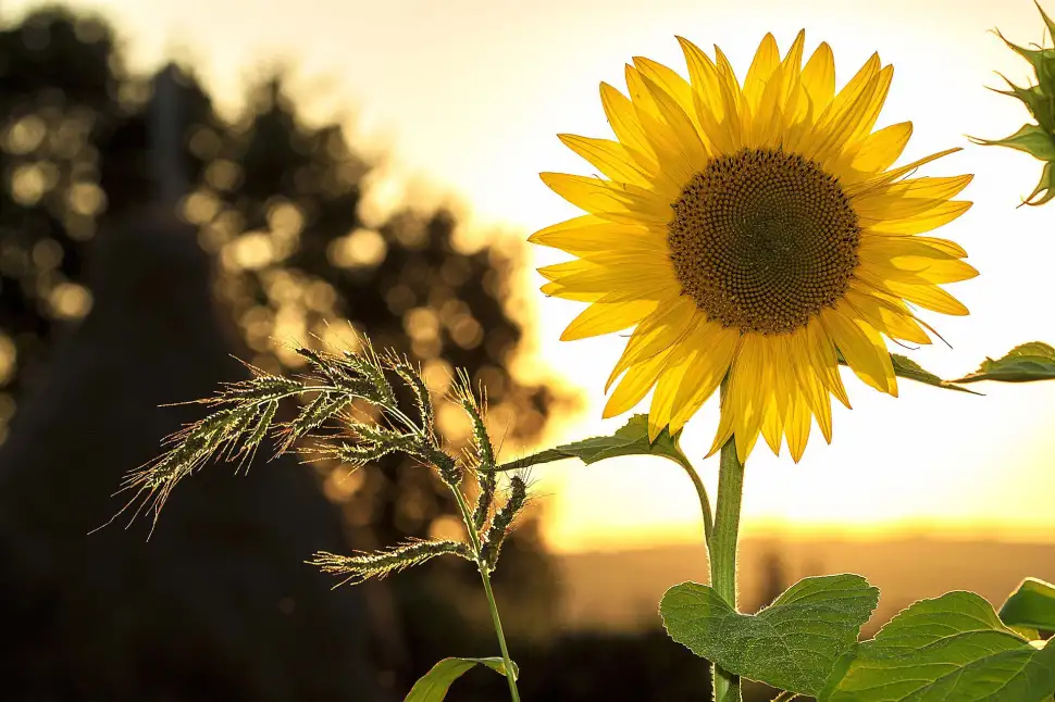 Der Garten im Sommer - Was gilt es zu beachten? Foto: Pixabay.com