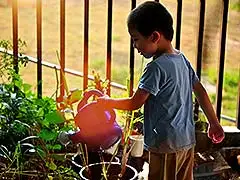 Der Garten im Sommer - Was gilt es zu beachten?