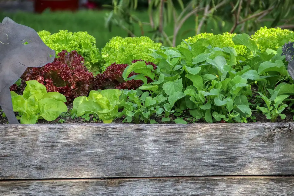 Ein Hochbeet im Garten – Vorteile und Bauanleitung. Foto: Pixabay.com