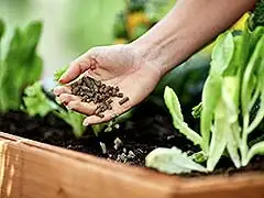 So sorgen Gartenfans für blühendes Leben