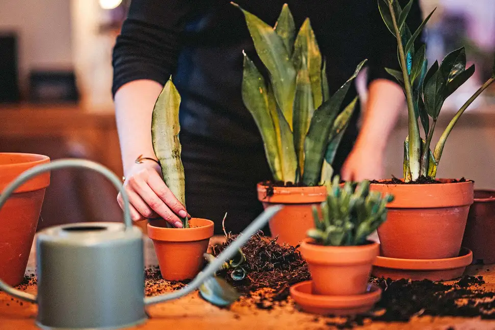 Die warme Jahreszeit eignet sich, um neue Pflanzen ins Zuhause zu holen oder Grün, das gewachsen ist, umzutopfen. Foto: DJD / Floragard