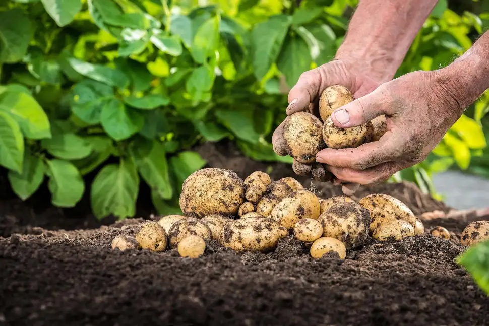 Wesentlich für gute Erträge und eine hohe Qualität der Kartoffeln ist die Gesundheit des Bodens und der Pflanzen. Und dafür bedarf es einer ausgewogenen Mineraldü