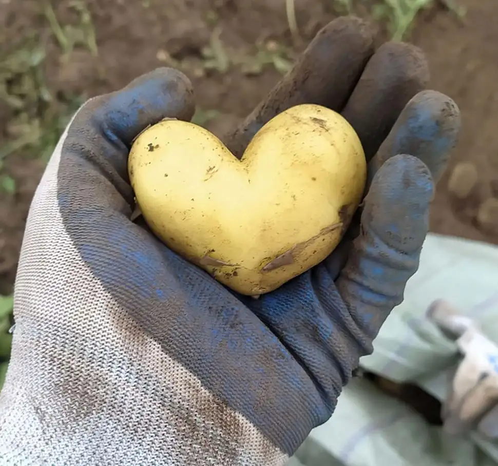 Kartoffelliebe: Laut dem Bundeszentrum für Ernährung liegt der jährliche Verzehr von Kartoffeln pro Kopf in Deutschland bei etwa 54 Kilogramm. Foto: DJD/Verband der Kali- und Salzindustrie/Getty Images/M shot