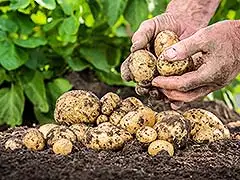 Kartoffeln in all ihren Facetten