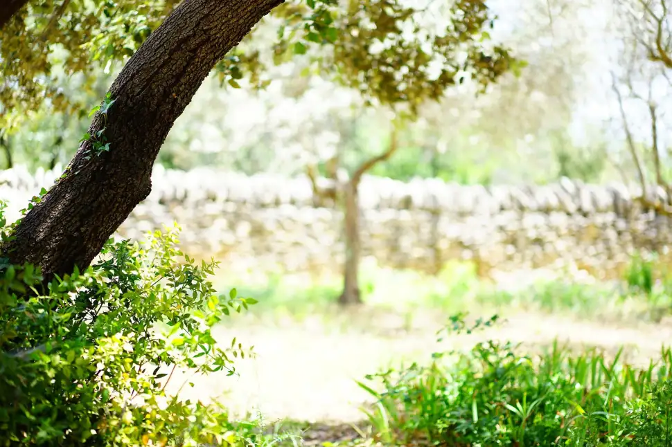 Pflege der Steineiche: Tipps für ein gesundes und prachtvolles Eichenparadies. Foto: Pixabay.com