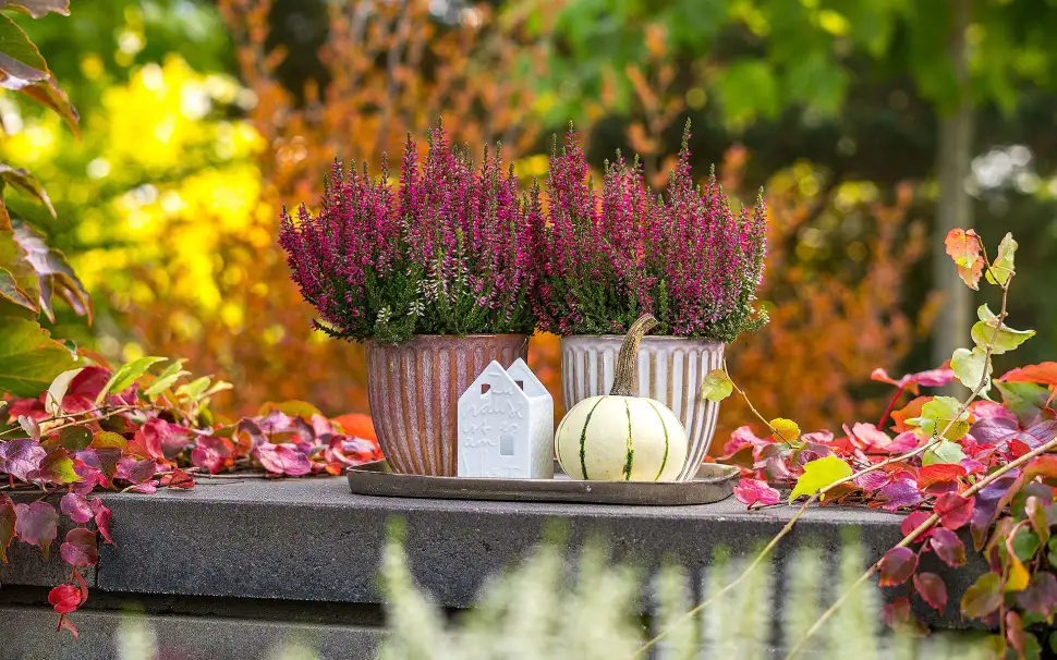 Neue Generation von Heide strahlt noch farbintensiver. Foto: Gardengirls