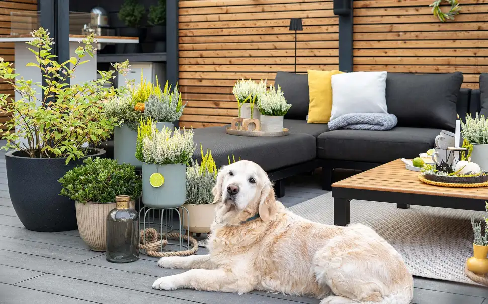 Neue Generation von Heide strahlt noch farbintensiver. Foto: Gardengirls