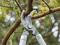 Mit Rückschnitt auf das kommende Gartenjahr vorbereiten