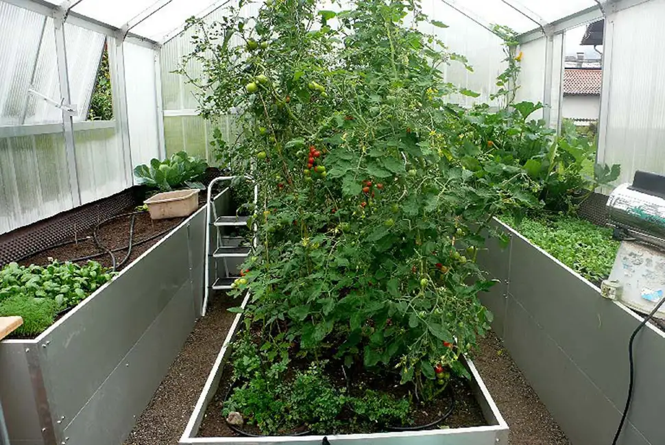 In Hochbeet-Gewächshäusern gedeihen Kräuter, Gemüse und Obst gut geschützt. Hochwachsende Pflanzen wie Tomaten finden ihren Platz in Bodenbeeten unter dem First. (Foto: HLC/Princess Gewächshäuser)