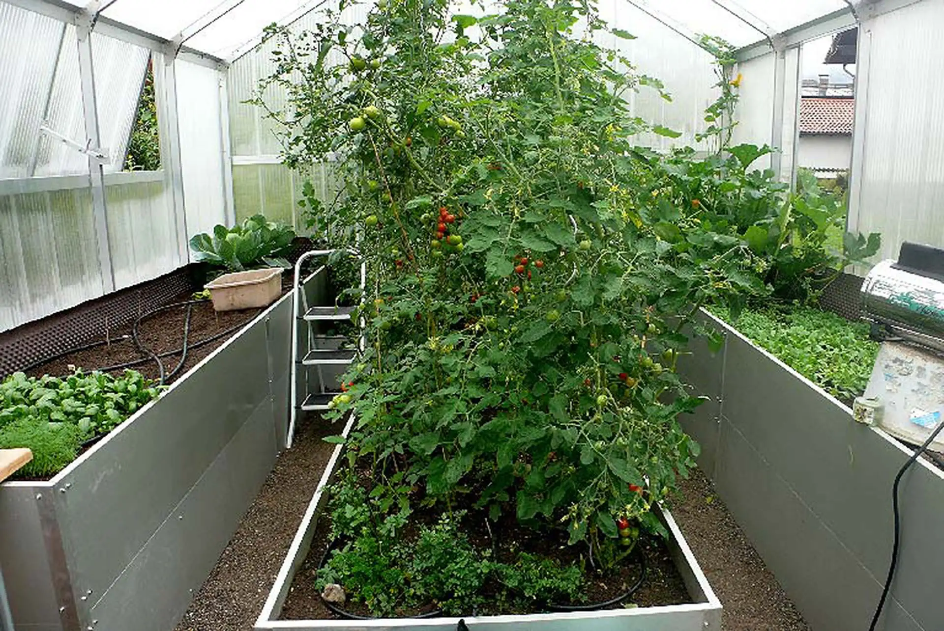 In Hochbeet-Gewächshäusern gedeihen Kräuter, Gemüse und Obst gut geschützt. Hochwachsende Pflanzen wie Tomaten finden ihren Platz in Bodenbeeten unter dem First. (Foto: HLC/Princess Gewächshäuser)