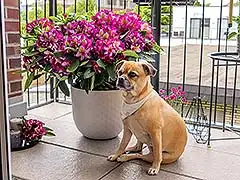 Ein Blütenwunder für jeden Gartenanfänger