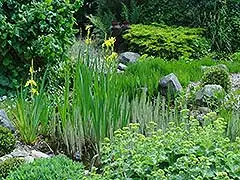 Feuchtgebiete im Garten