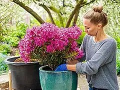 Blattschönheit: Rhododendron Grazeasy