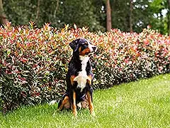 Hecke gut, alles gut