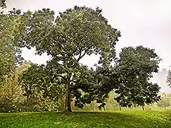 Alte Bäume schützen und erhalten