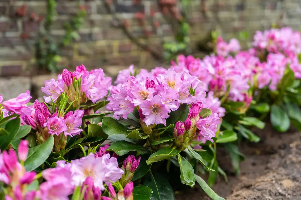 Auch in ihrer klassischen Verwendung als Hecke überzeugt die INKARHO®-Dufthecke. Foto: INKARHO