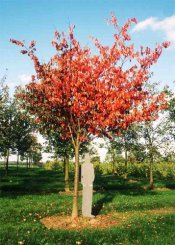 Prunus sargentii Foto: Lorenz von Ehren