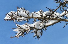 birnbaum_winter_teaser_teaser
