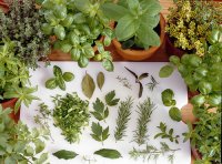 Frische Kräuter, der Aromakick für Nase und Gaumen. Als Zierpflanzen verschönern sie zudem jedes Kräuterbeet oder Balkonkasten. Foto: CMA