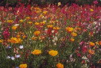 wildblumenmischungkiepenkerl_200 Foto: Kiepenkerl
