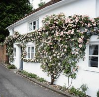 - Üppige Blütenfülle auch für kleine Gärten - mit dieser wunderschön blühenden Kletterrose wird geschickt jeder Platz im Garten benutzt. Foto: CMA