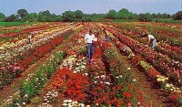 Foto: Kordes Rosen