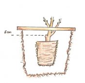 rosenzeichnung2_175 Zeichnung: tub.a