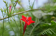 Ein Farbakzent gibt dem Garten einen besonderen Charme - (c)ranjithsiji - pixabay